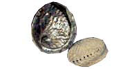 abalone