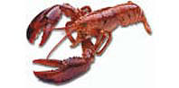 americanlobster