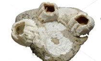 barnacle_idic