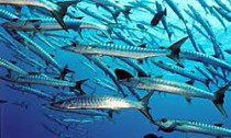 barracudas_shoal