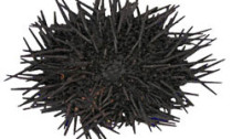 black-urchin-idic