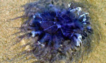 blue-jellyfish_240613
