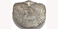 brachiopods_indic