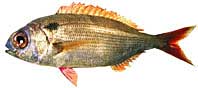 capewhite