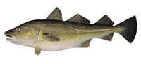 cods-indic
