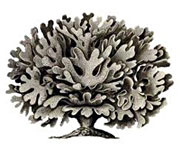 ctenostomata_indic
