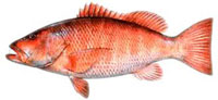 cubera-snapper
