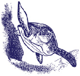 dc_turtle