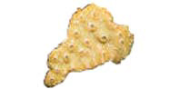 didemnum