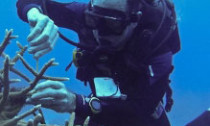 diver-with-coral_200613