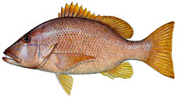 dog-snapper