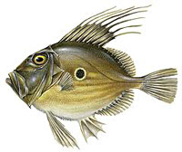 dory-indic