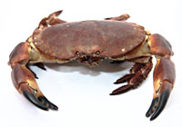 edible-crab_indic