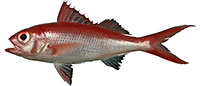 flame-snapper