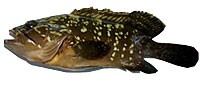 grouper_epinephelus