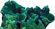 hardcoral