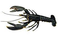 homarus-gamarus_indic