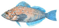 kelp-greenling-indic