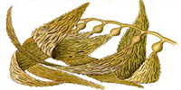 kelp_indic