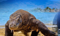 komodo-dive-cent
