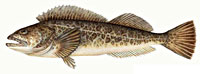 lingcod_indic