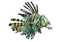 lion_fish
