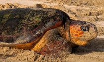loggerhead_280613