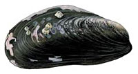 mussel_indic