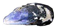mussels