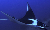 my-manta-ray