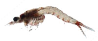 mysid-shrimp_indic