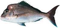 nz-snapper_indic