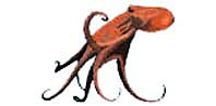 octopus_giant