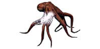 octopus_vulgaris