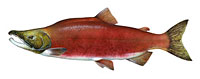 oncorhynchus_indic