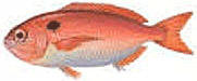 pagrus_idic