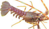 palinurus-argos-indic