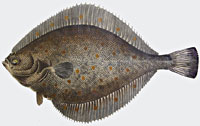 plaice_indic