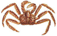 red-king-crab_indic
