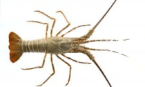 reef-lobster-indic