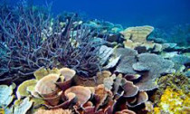 reef_180613
