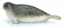 ringed-seal_indic