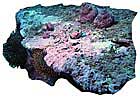 rockbarren