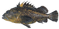 rockfish