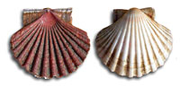 scallop_indic