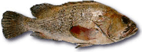 sea-bass-indic