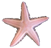 sea-star-idic