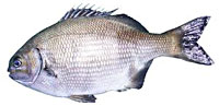 seachub_indic