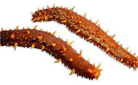 seacucumber_indic