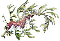 seadragon_indic